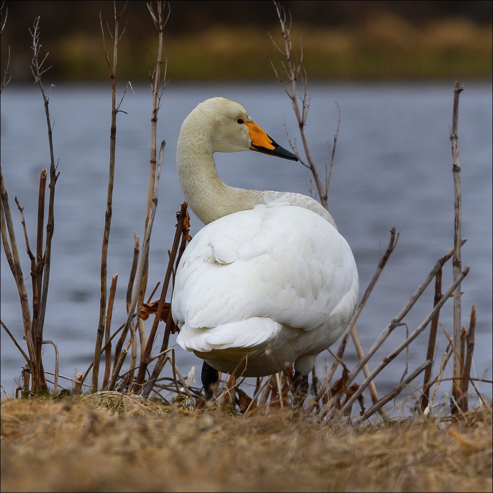 Stacks Image 45