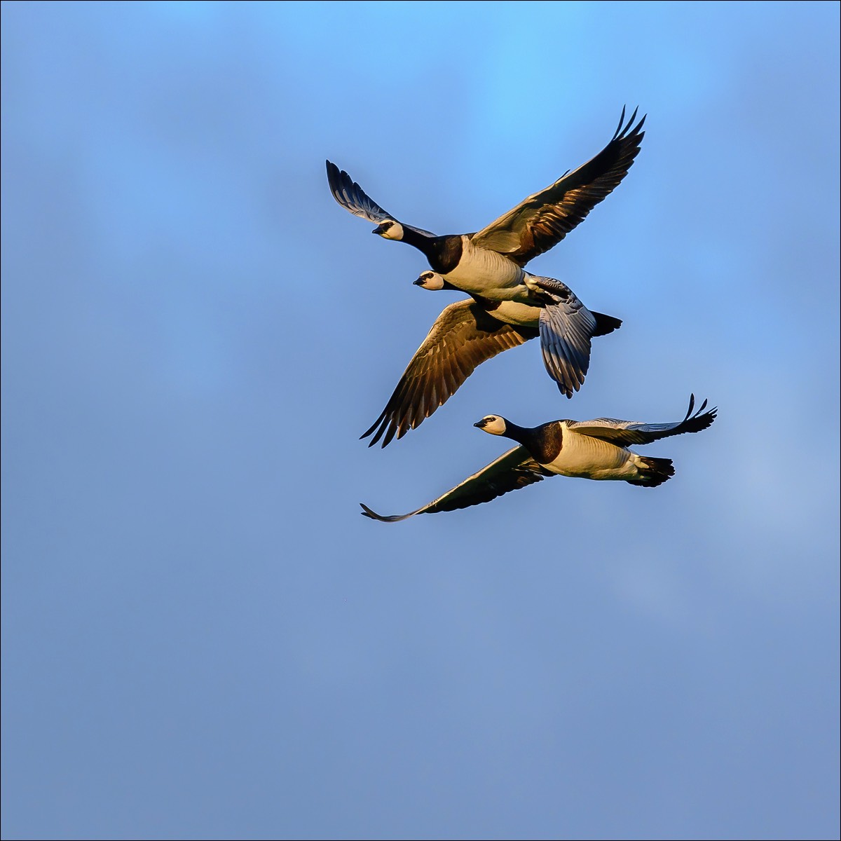 Barnacle Goose (Brandgans)