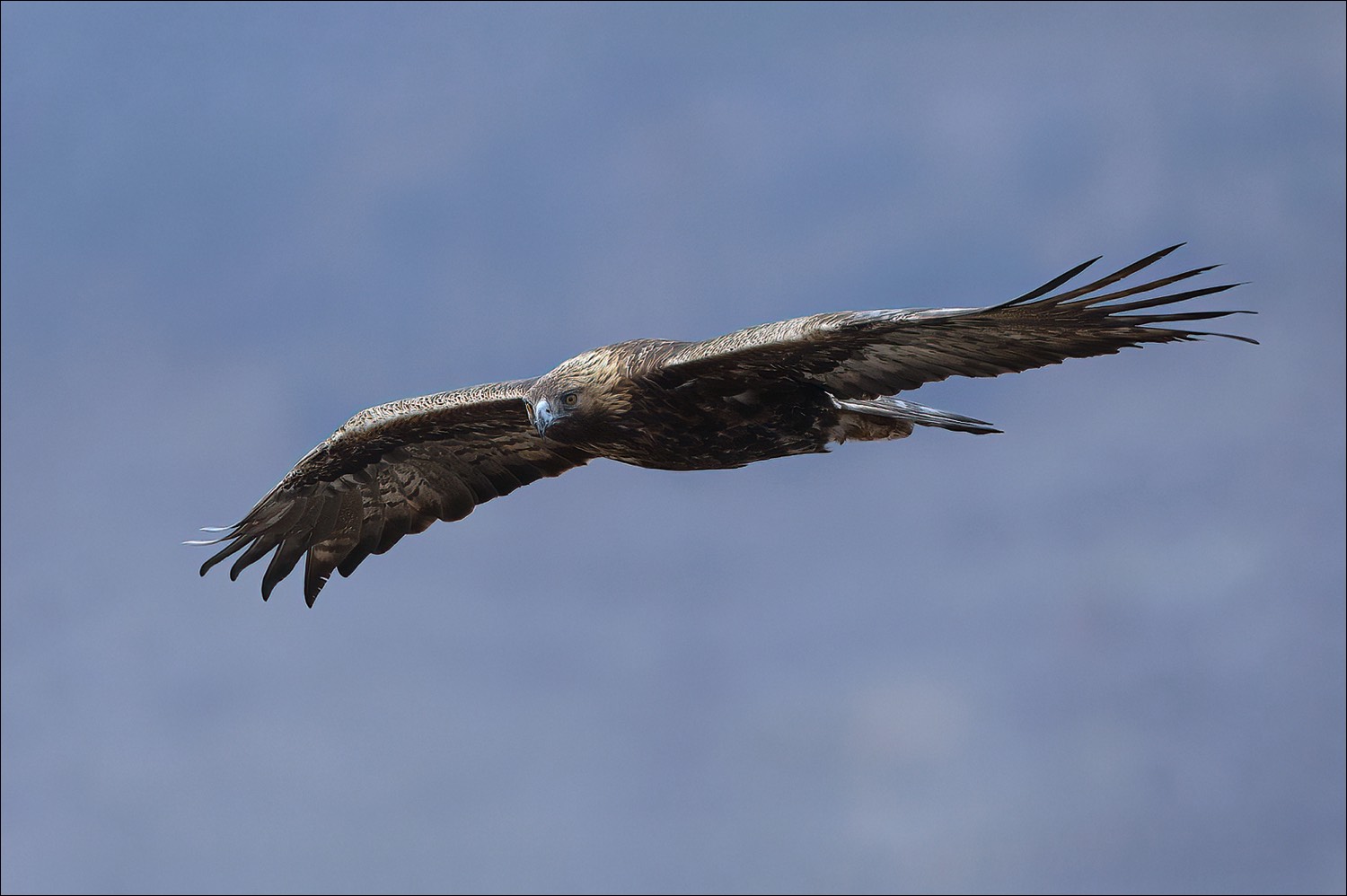 Golden Eagle (Steenarend)