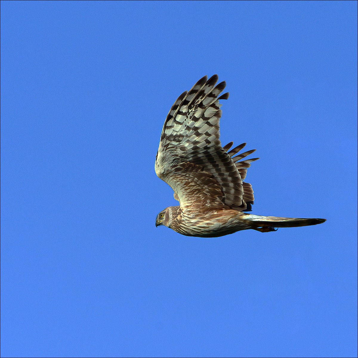 Hen Harrier (Blauwe Kiekendief)