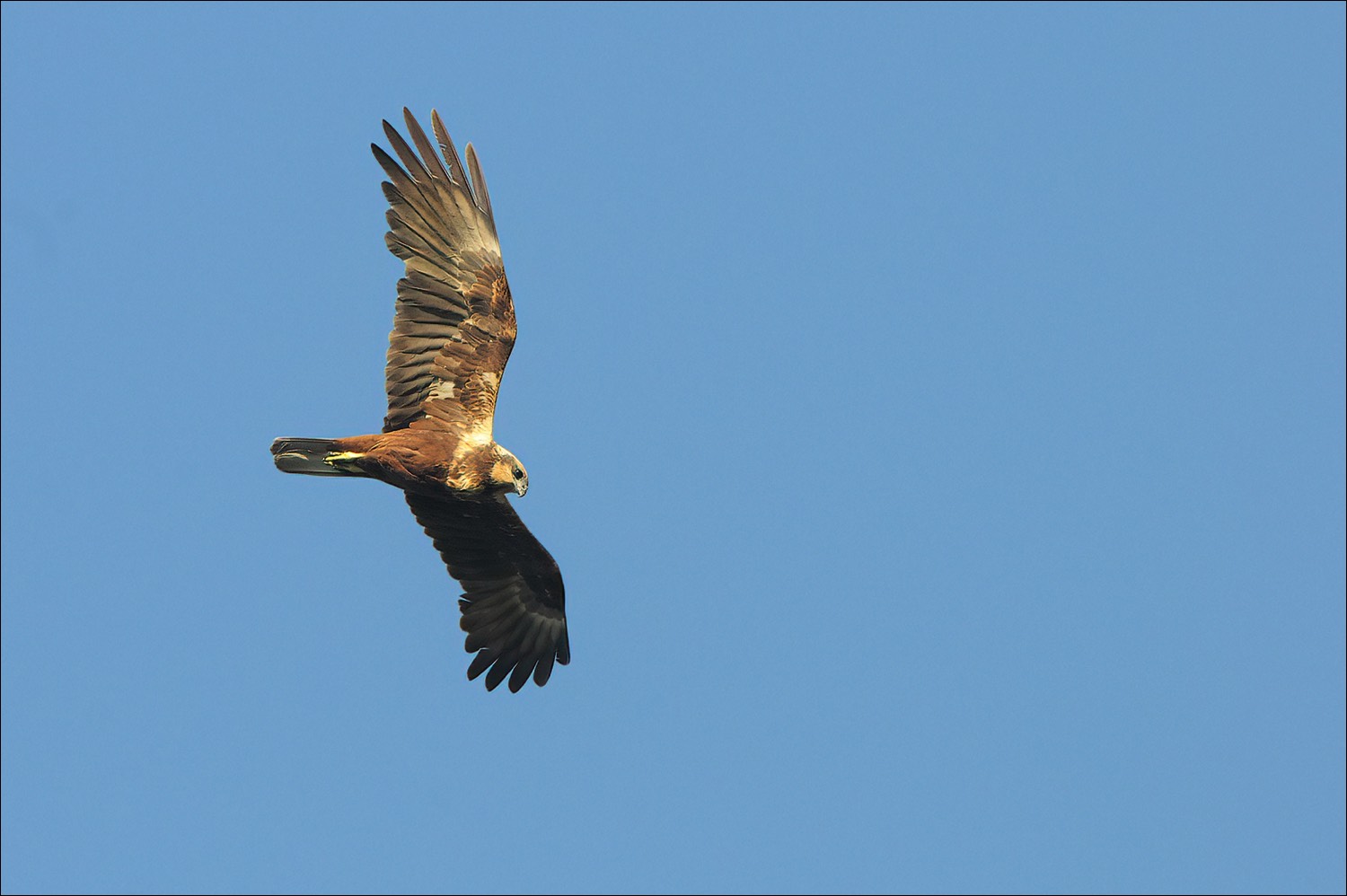 Marsh Harrier (Bruine Kiekendief)
