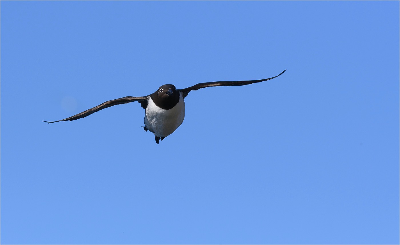 Common Guillemot (Zeekoet)