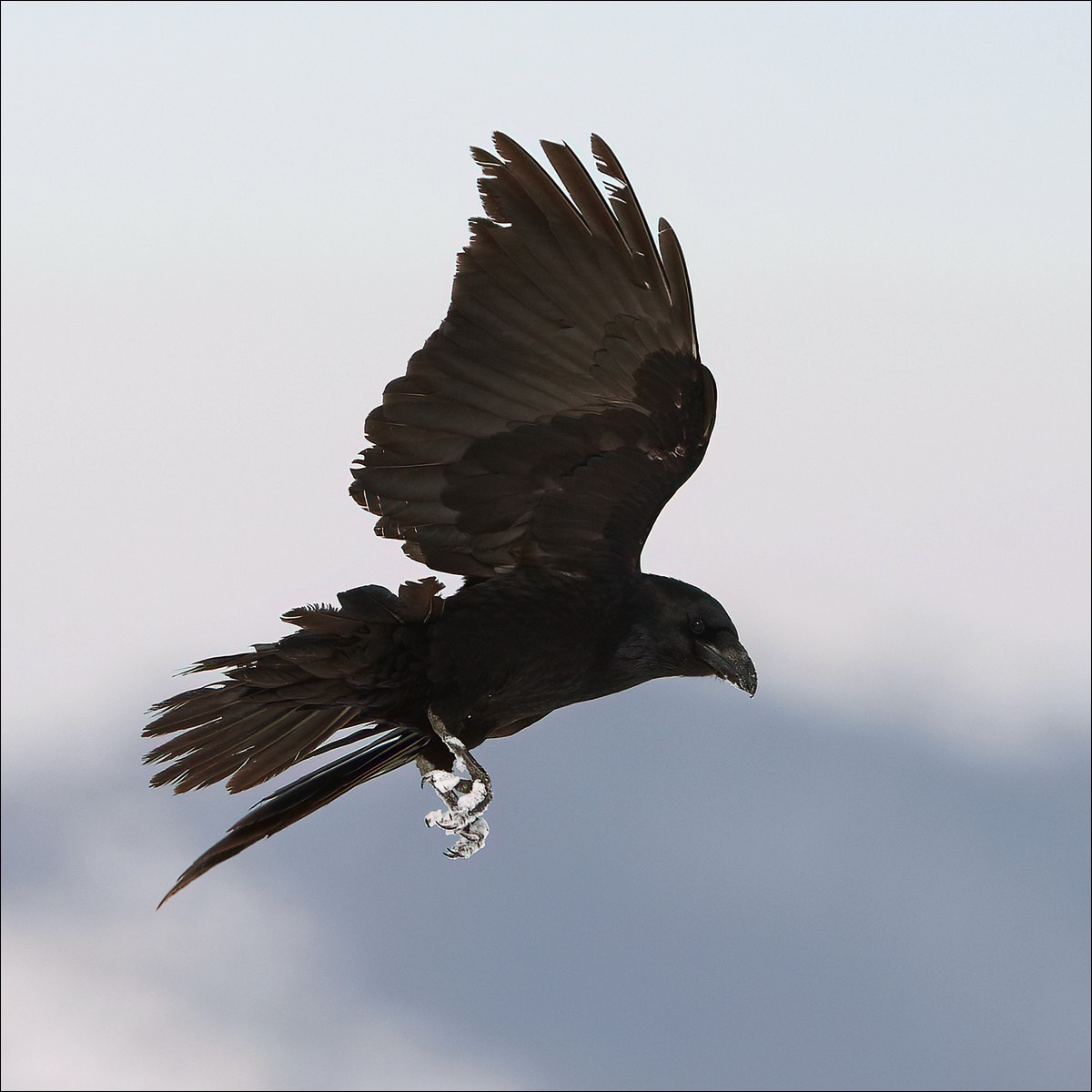 Raven (Raaf)