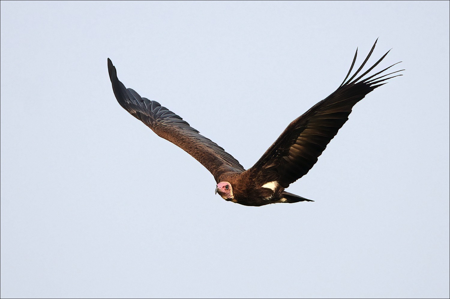 Hooded Vulture (Kapgier)