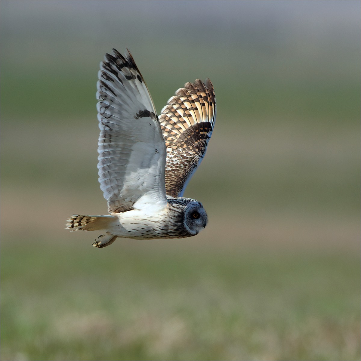 Short-eared Owl (Velduil-