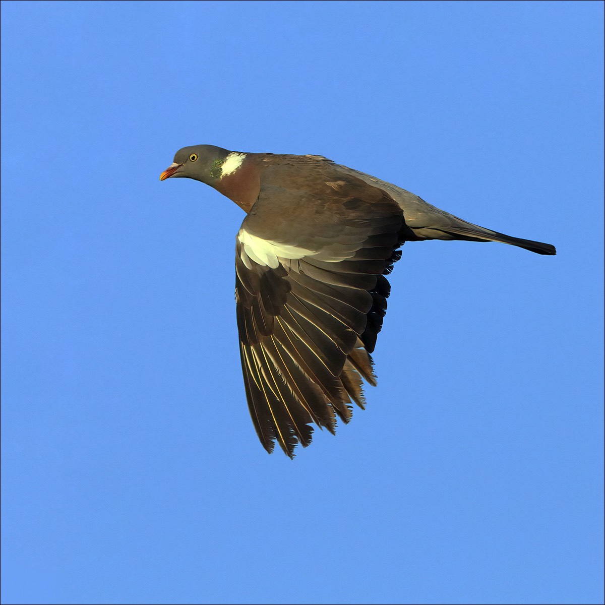 Wood Pigeon (Houtduif)