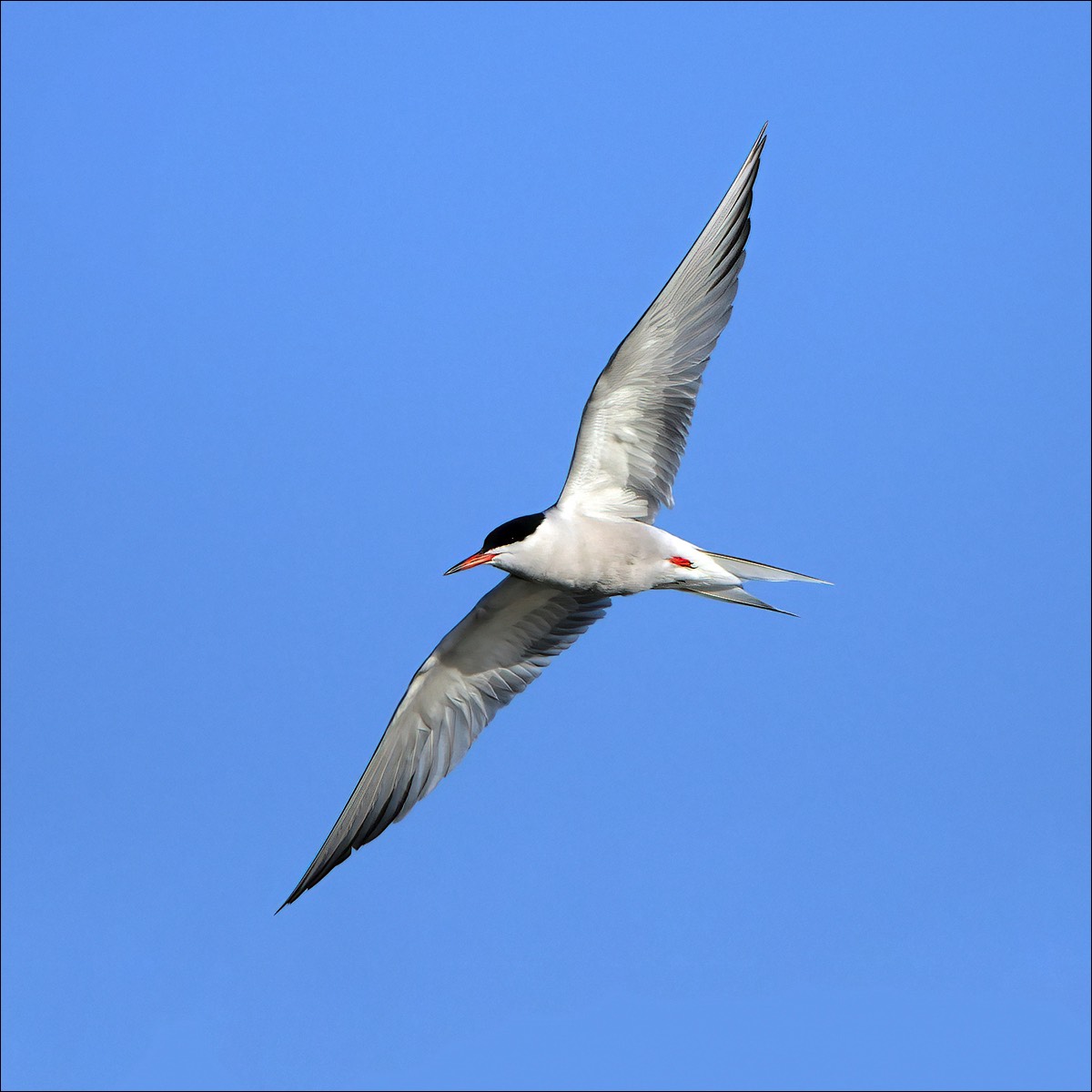 Common Tern (Visduef)