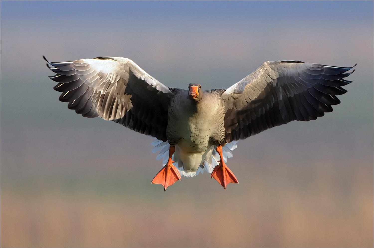 Greylag Goose (Grauwe Gans)