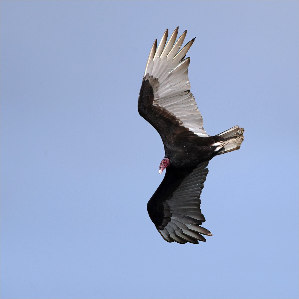 Turkey Vulture (Kalkoengier)