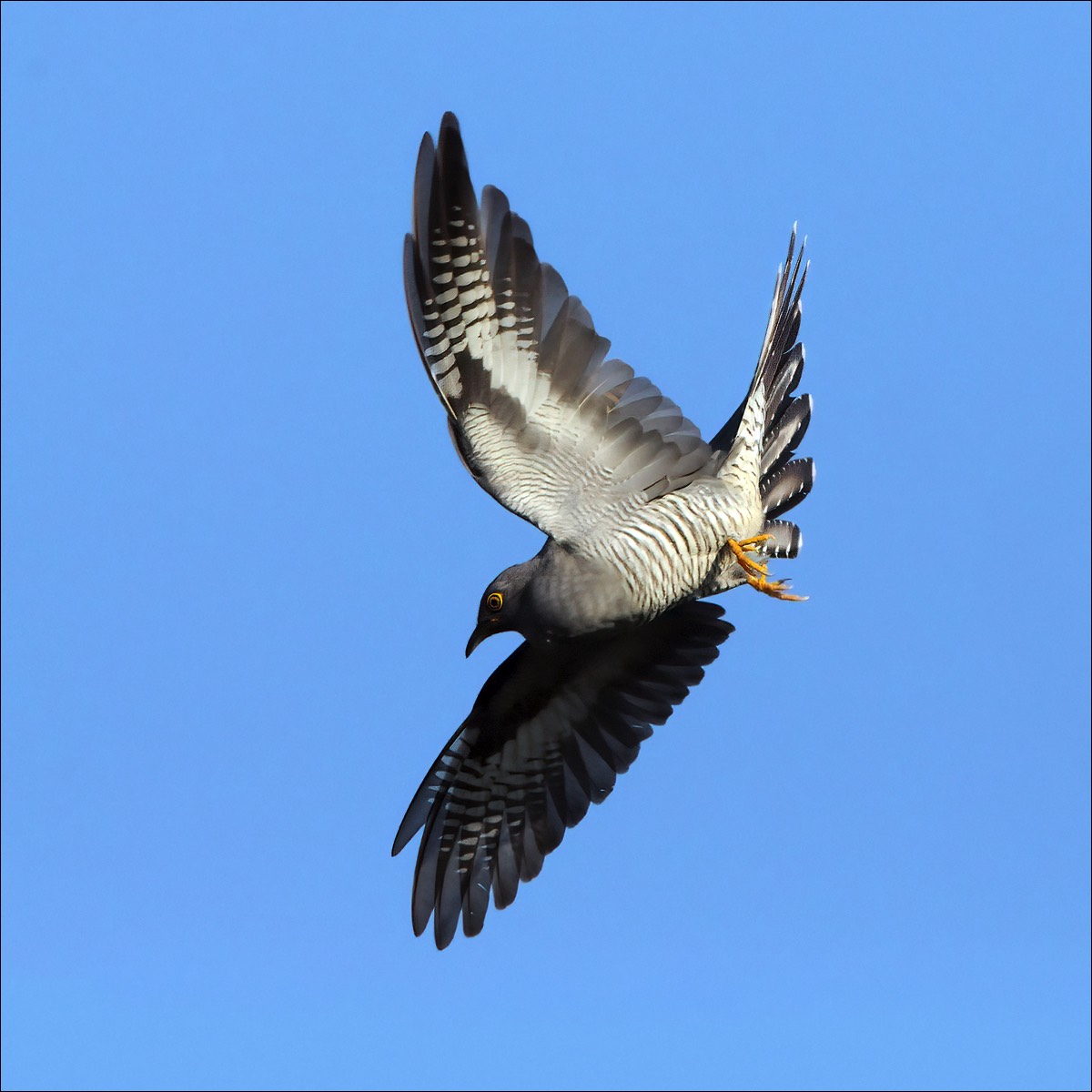 Common Cuckoo (Koekoek)