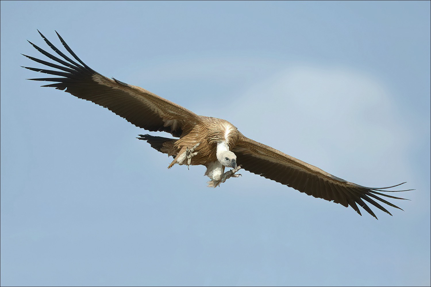 Grifon Vulture (Vale Gier)