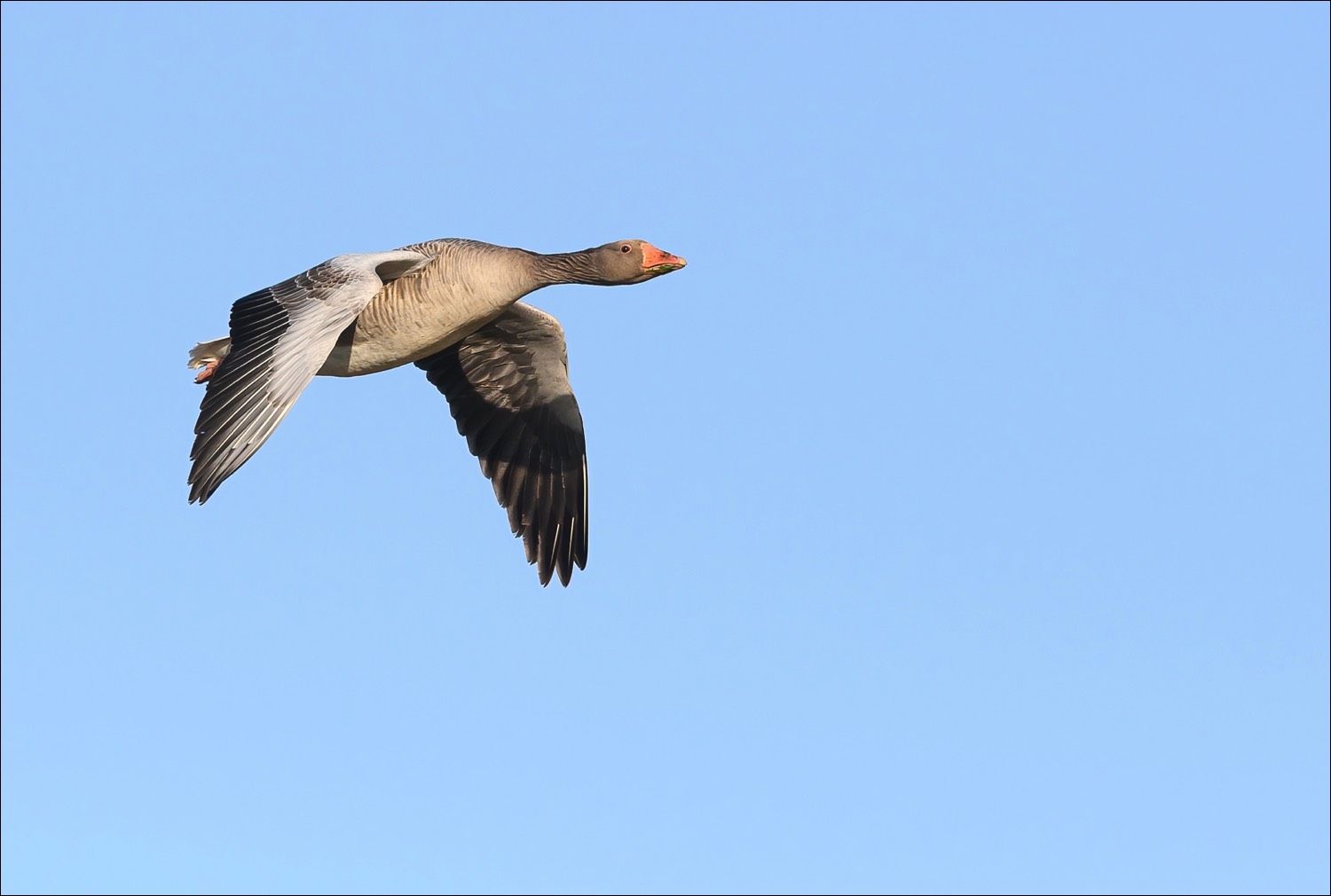 Greylag Goose (Grauwe Gans)
