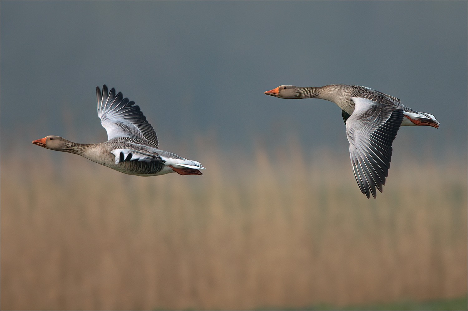 Greylag Geese (Grauwe Ganzen)