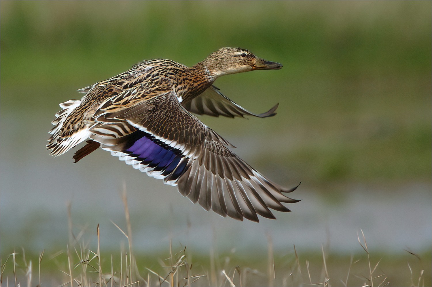 Mallard (Wilde eend)