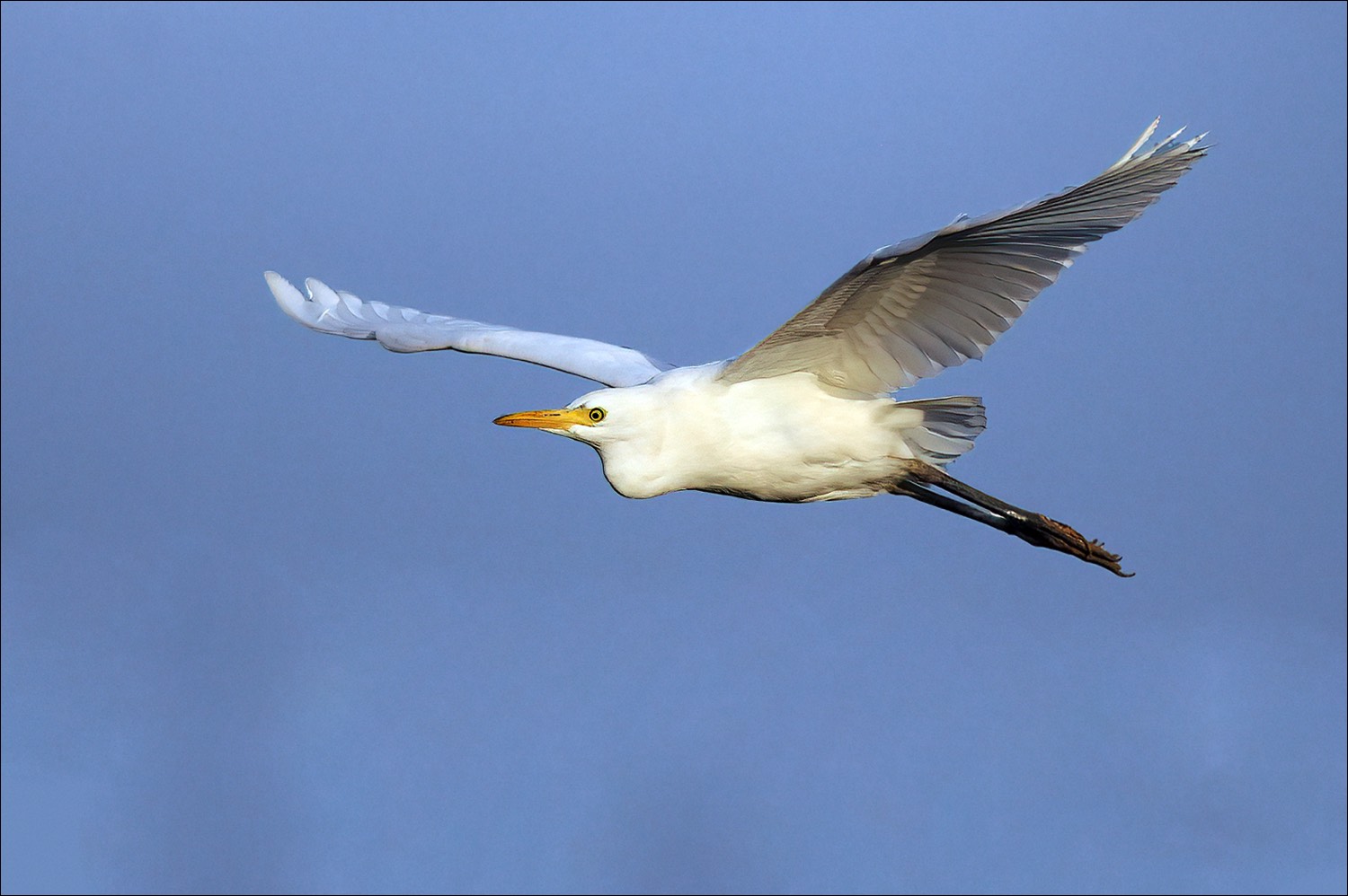 Cattle Egret (Koereiger)