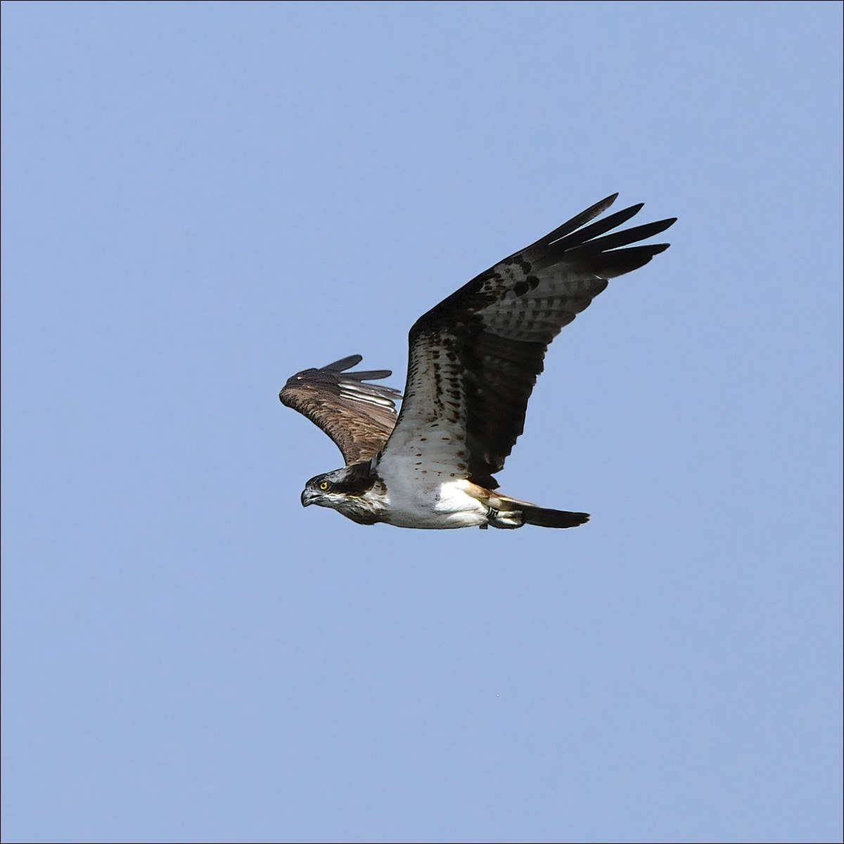 Osprey (Visarend)