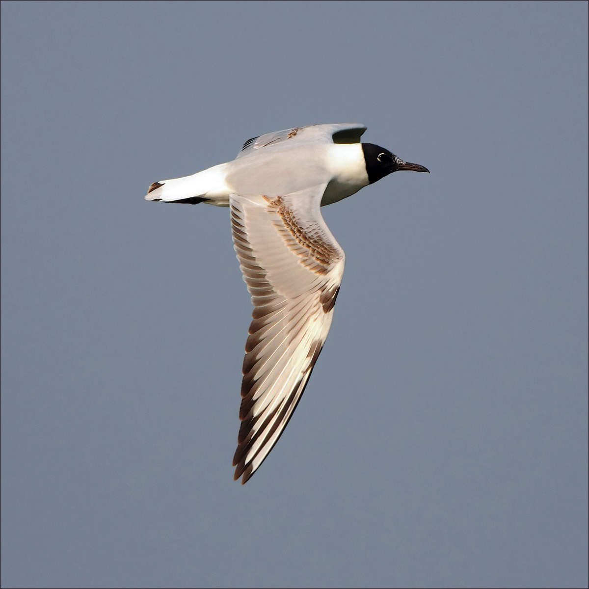 Black-headed Gull (Kokmeeuw)