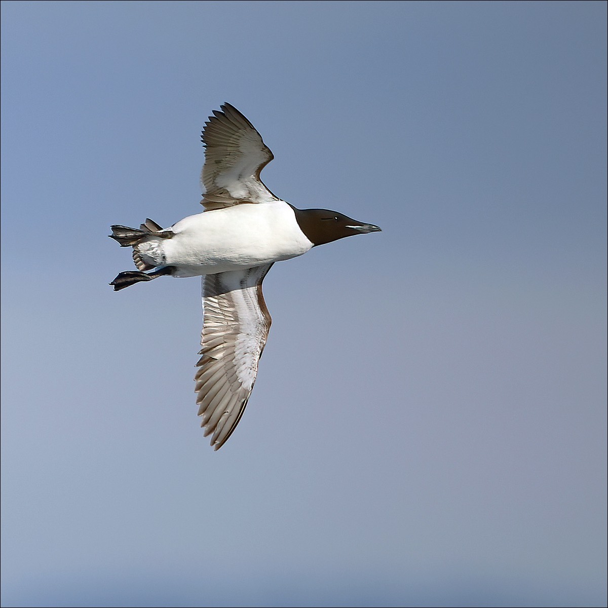 Brünnichs Guillemot (Kortbekzeekoet)