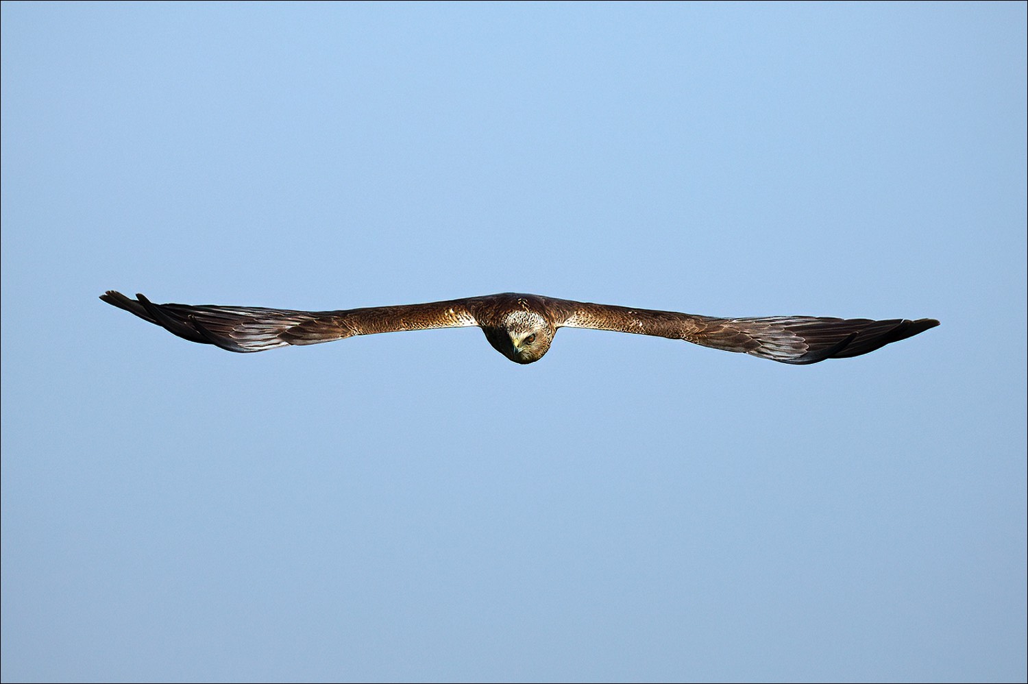 Marsh Harrier (Bruine Kiekendief)