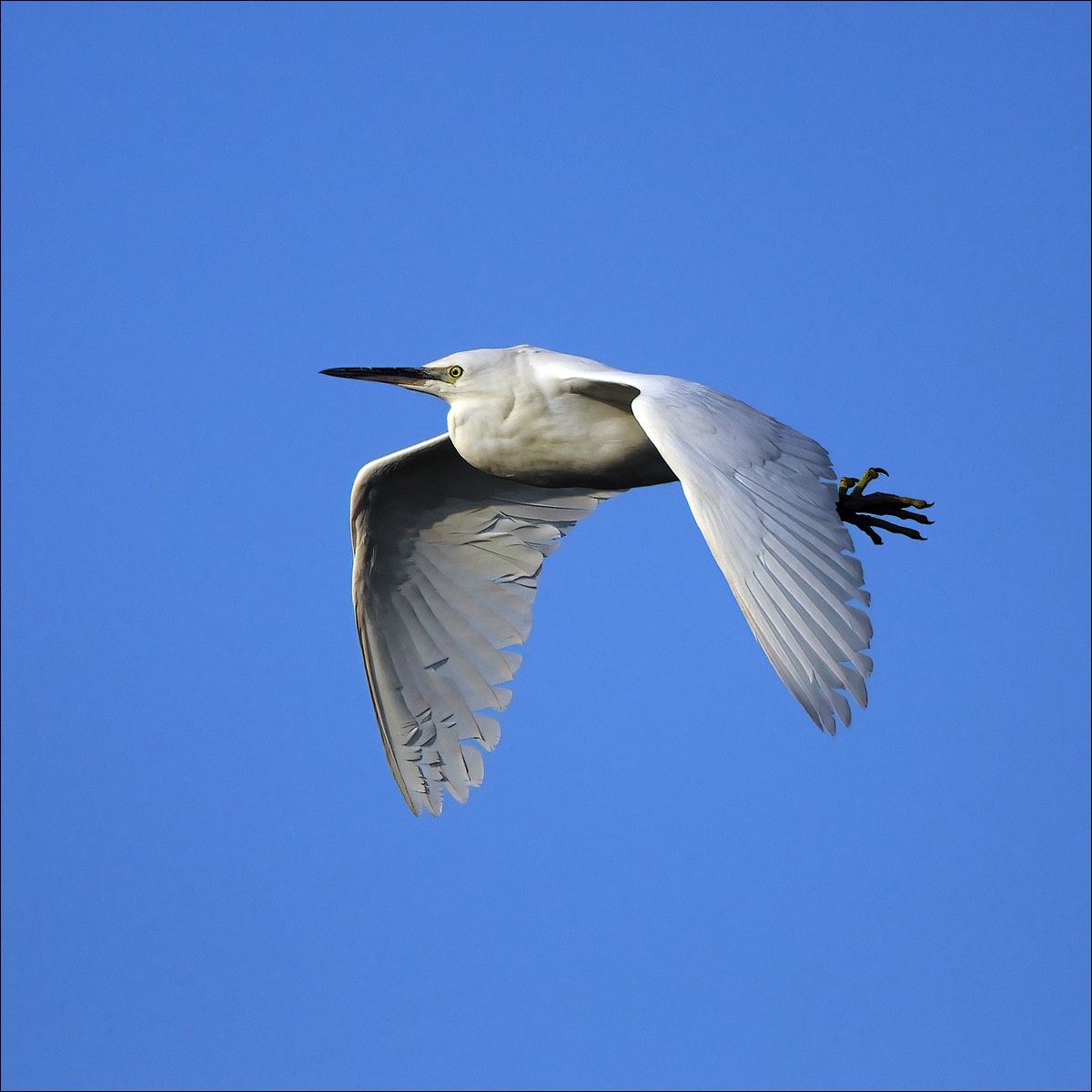 Little Egret (Kleine Zilverreiger)