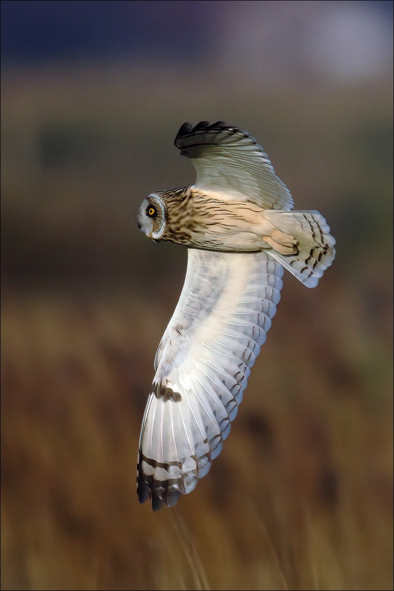 Short-eared Owl (Velduil)