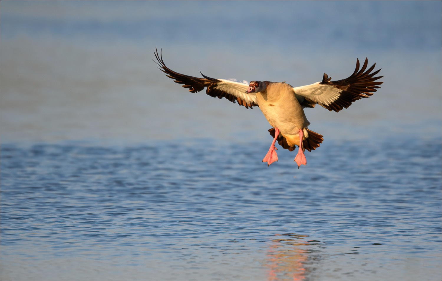 Egyptian Goose (Nijlgans)