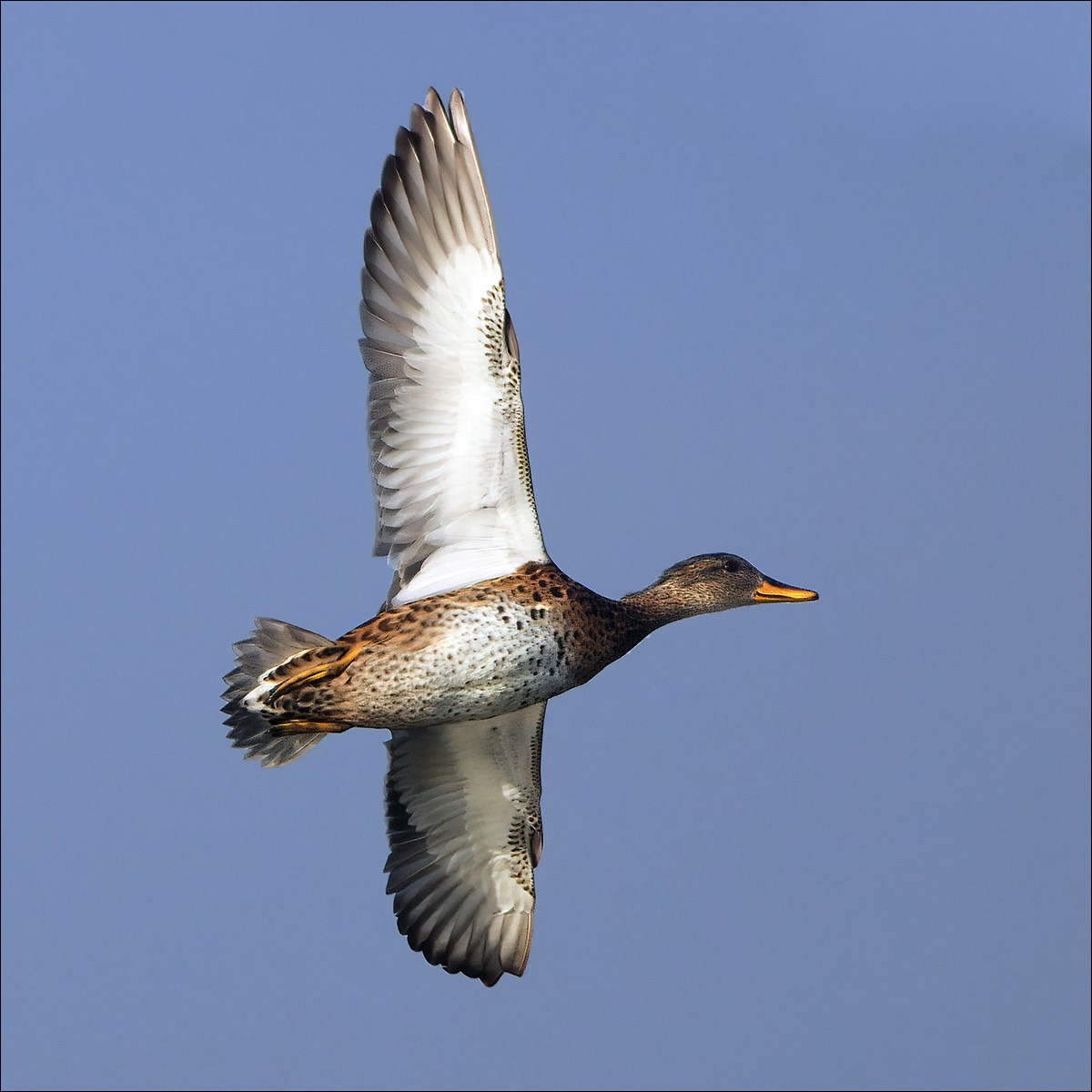 Gadwall (Krakeend)