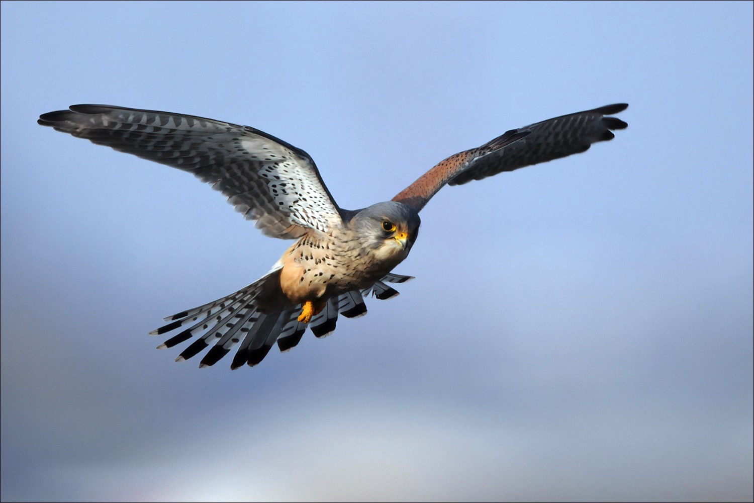 Common Kestrel (Torenvalk)