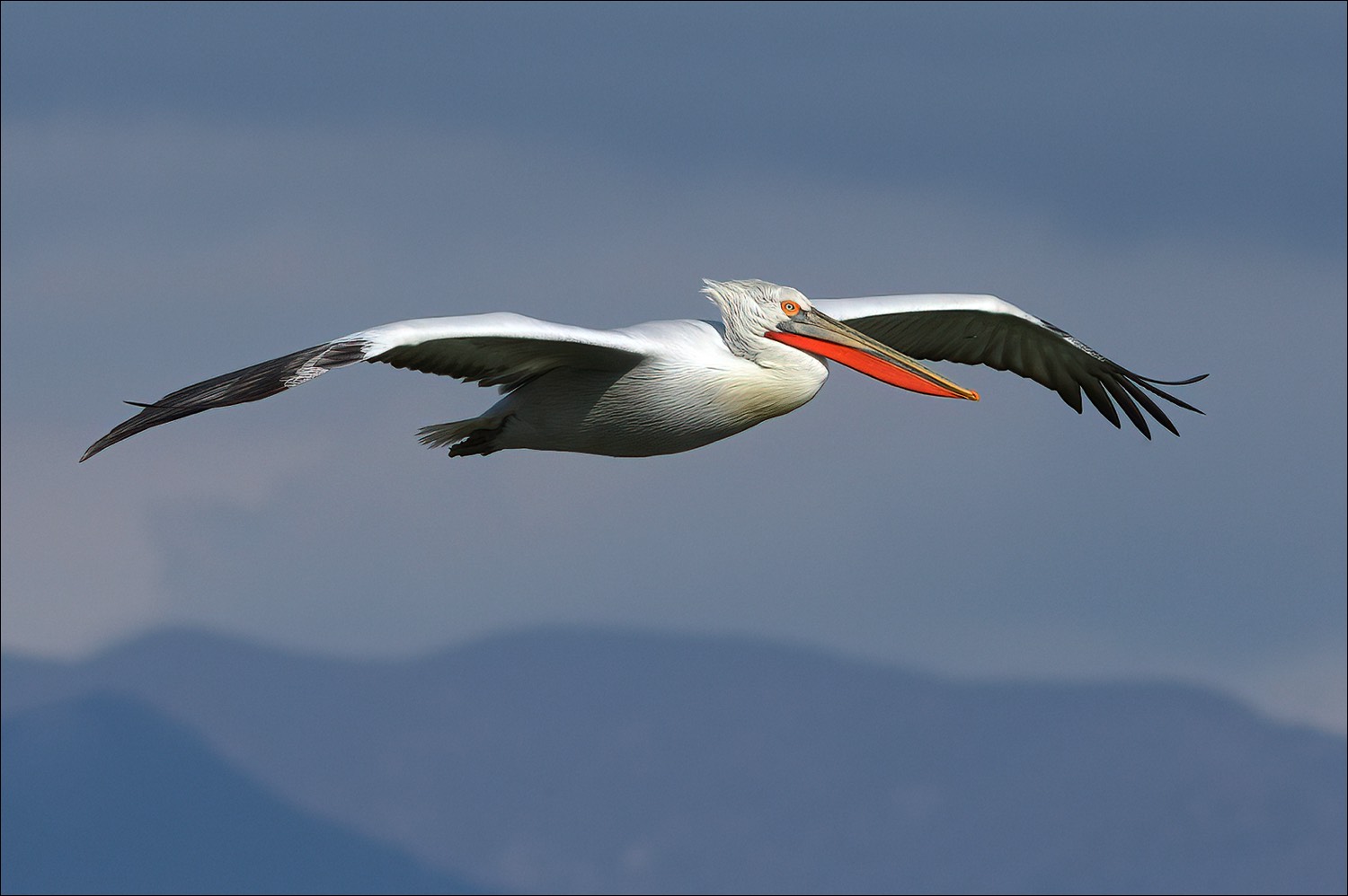 Dalmatian Pelican (kroeskoppelikaan)