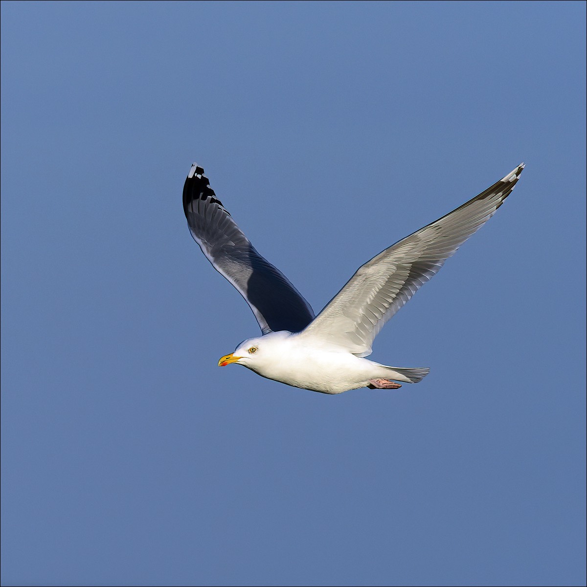 Herring Gull (Zilvermeeuw)