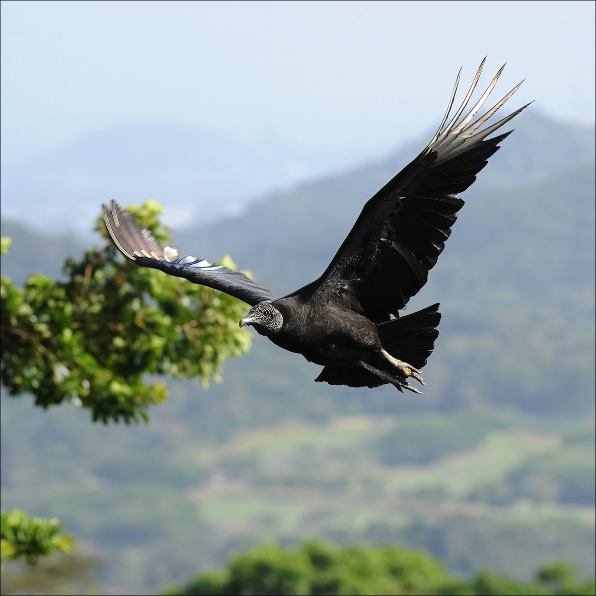 Black Vulture (zwarte Gier)