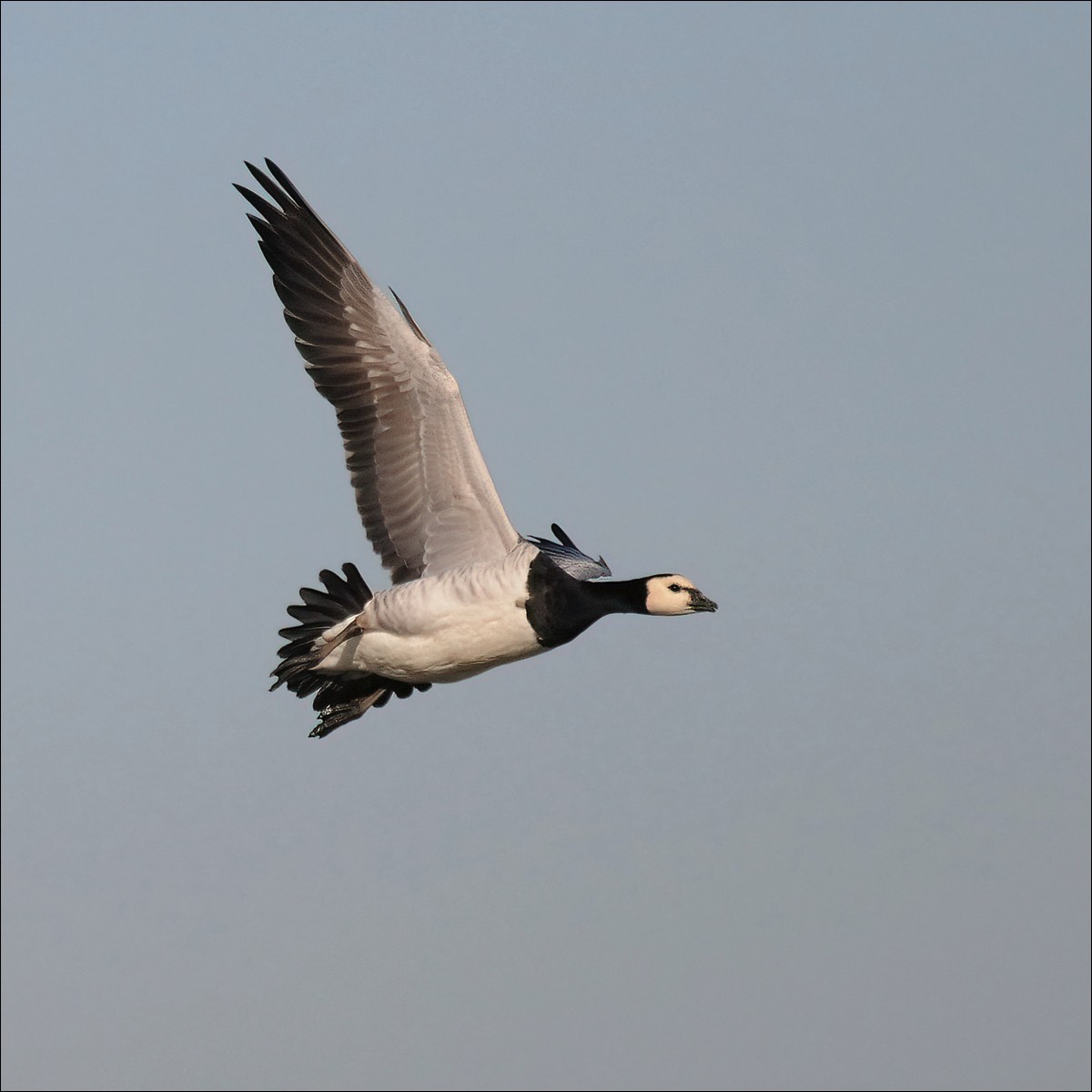 Barnacle Goose (Brandgans)