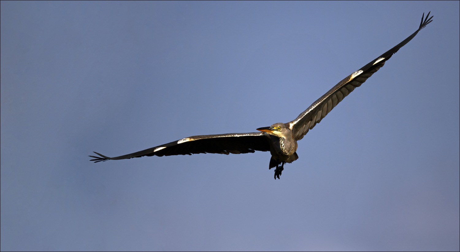 Grey Heron (Blauwe Reiger)