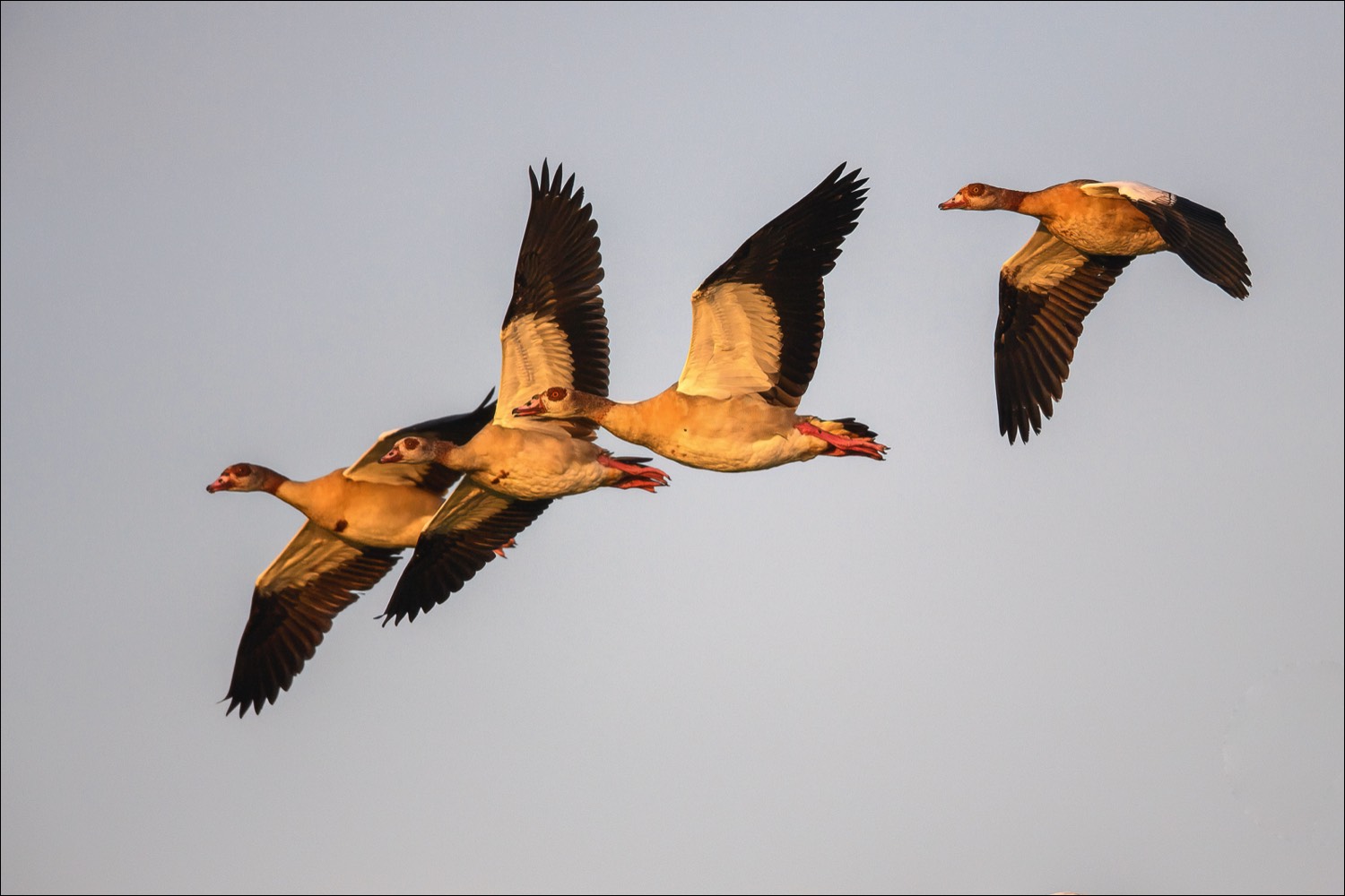 Egyptian Goose (Nijlgans)