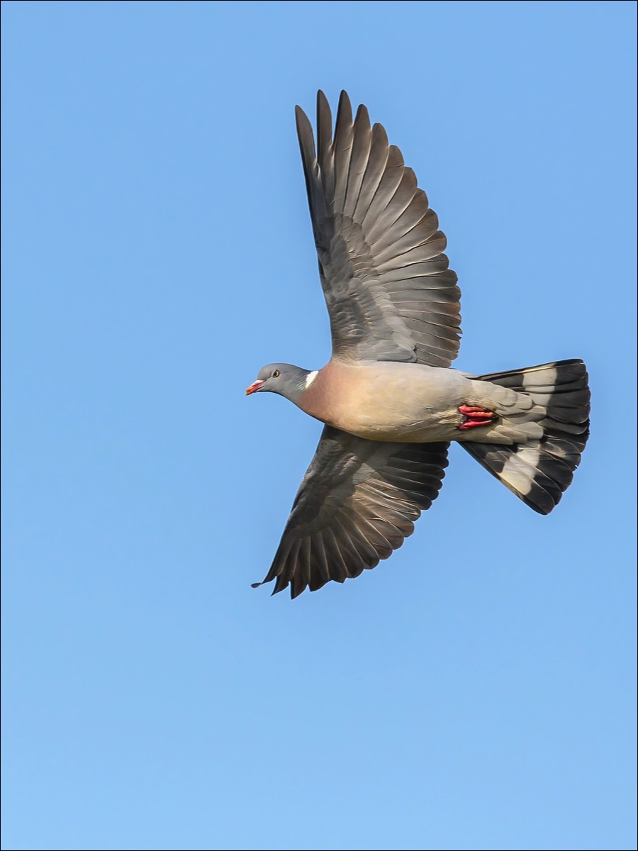 Wood Pigeon (Houtduifà