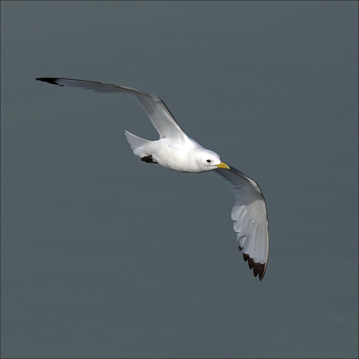 Kittiwake (Drieteenmeeuw)