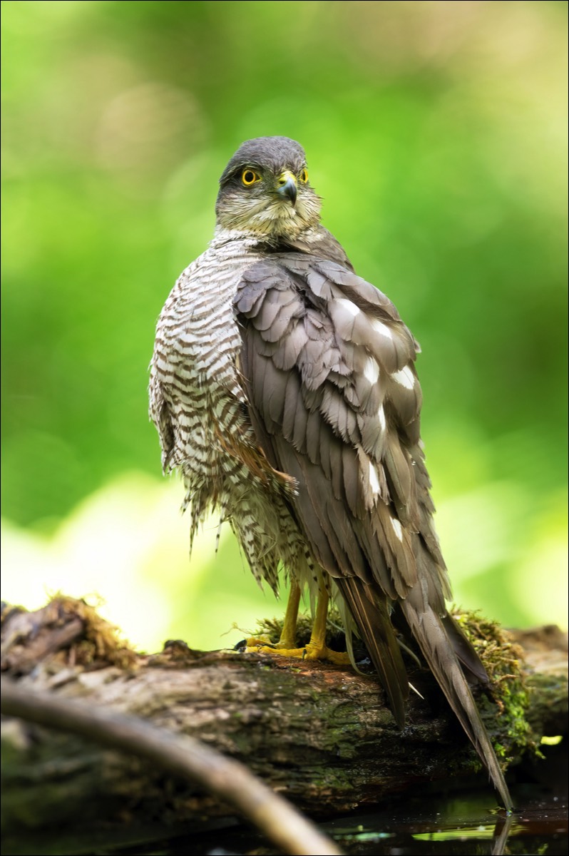 Sparrowhawk (Sperwer)