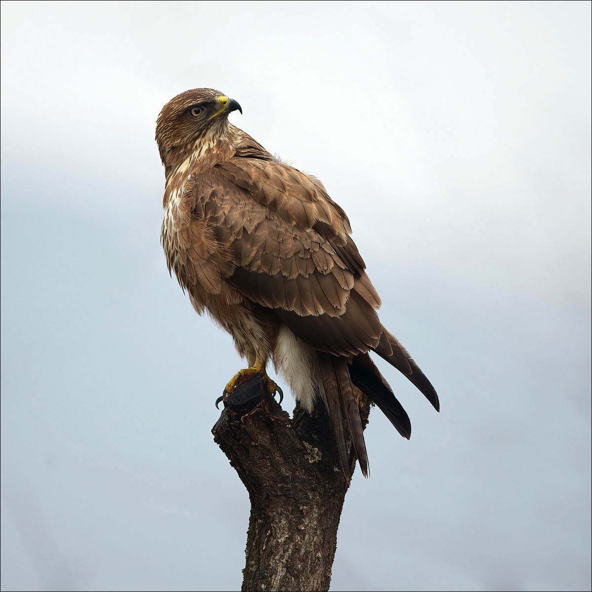 Common Buzzard (Buizerd)