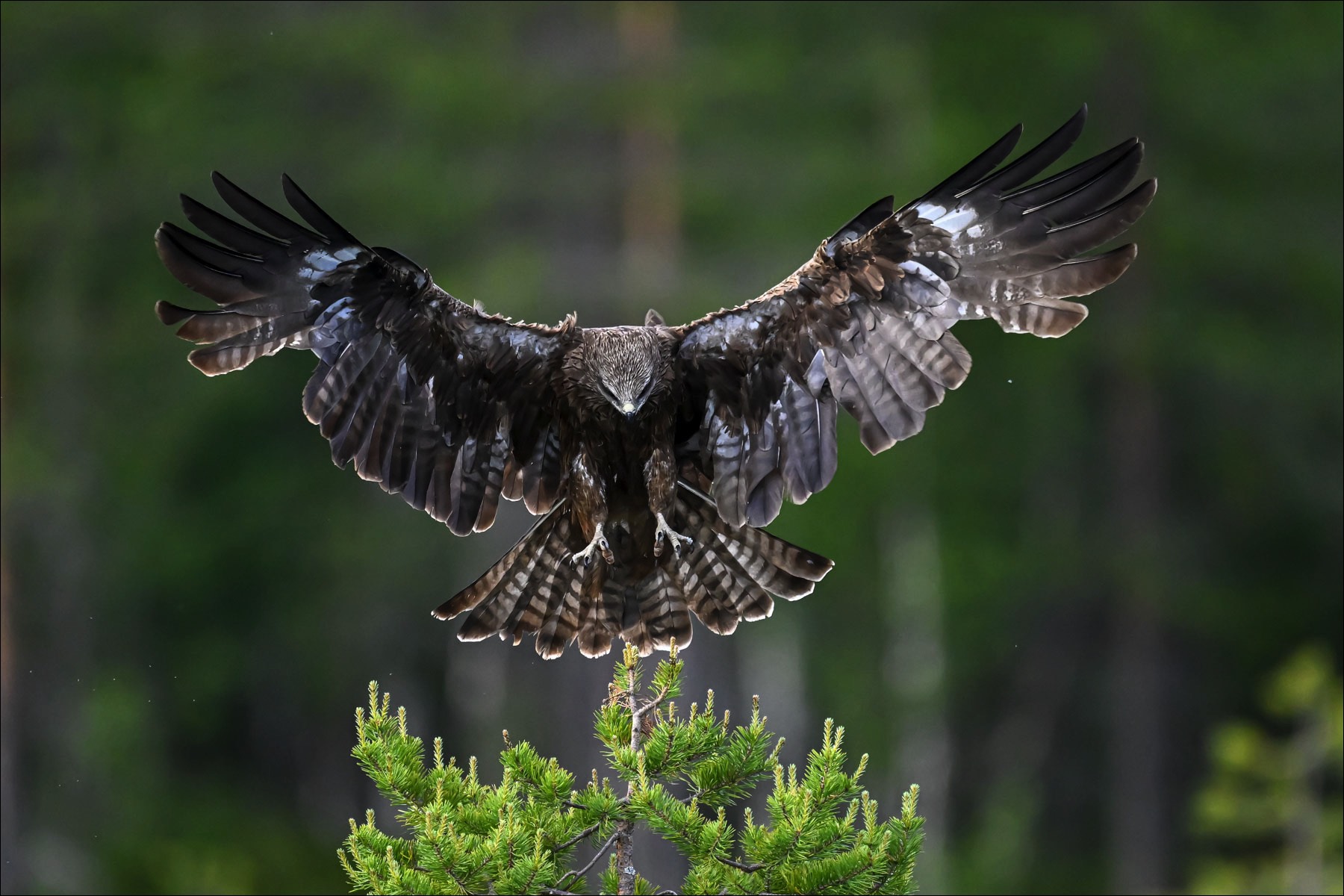 Black Kite (Zwarte Wouw)