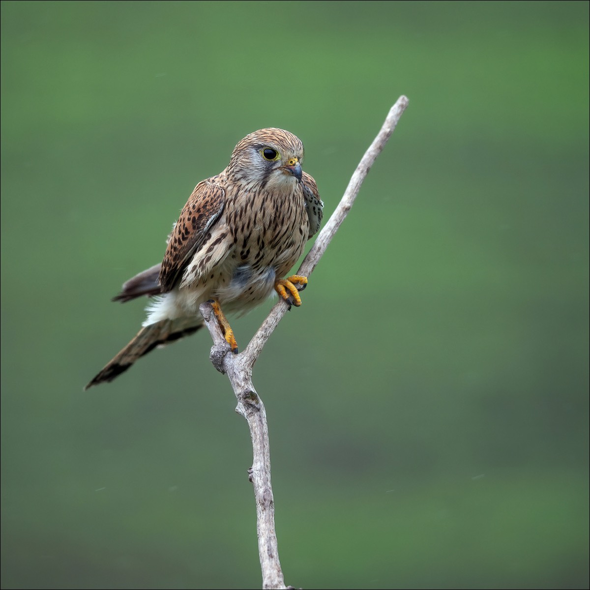 Common Kestrel (Torenvalk)