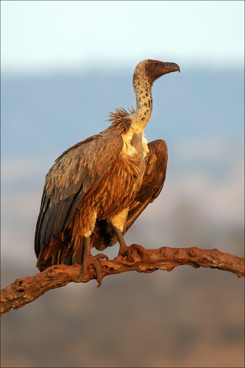 White-backed Vulture (Witruggier)