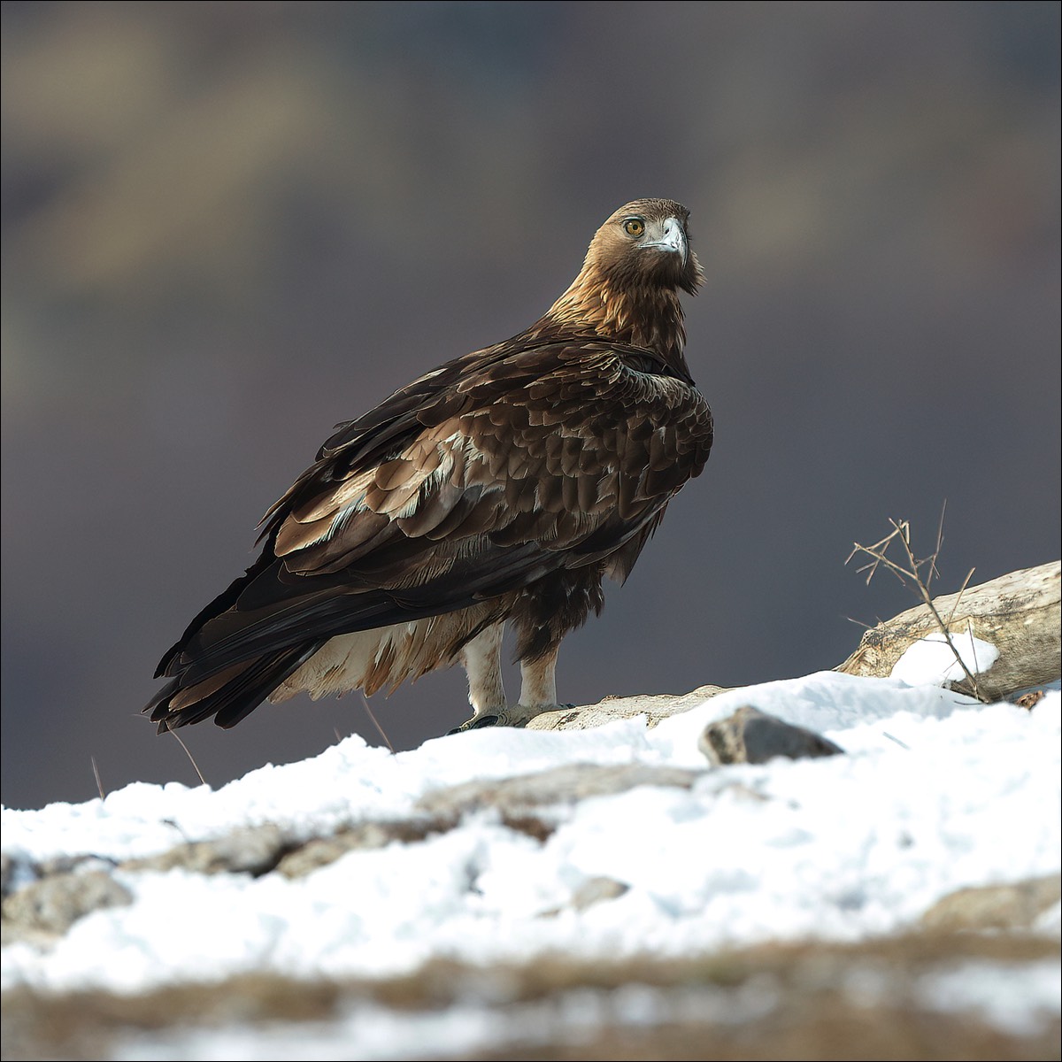 Golden eagle (Steenarend)