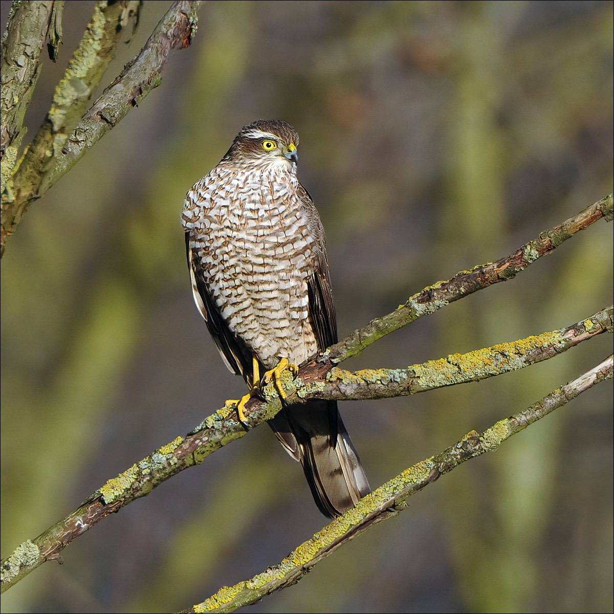 Sparrowhawk (Sperwer)