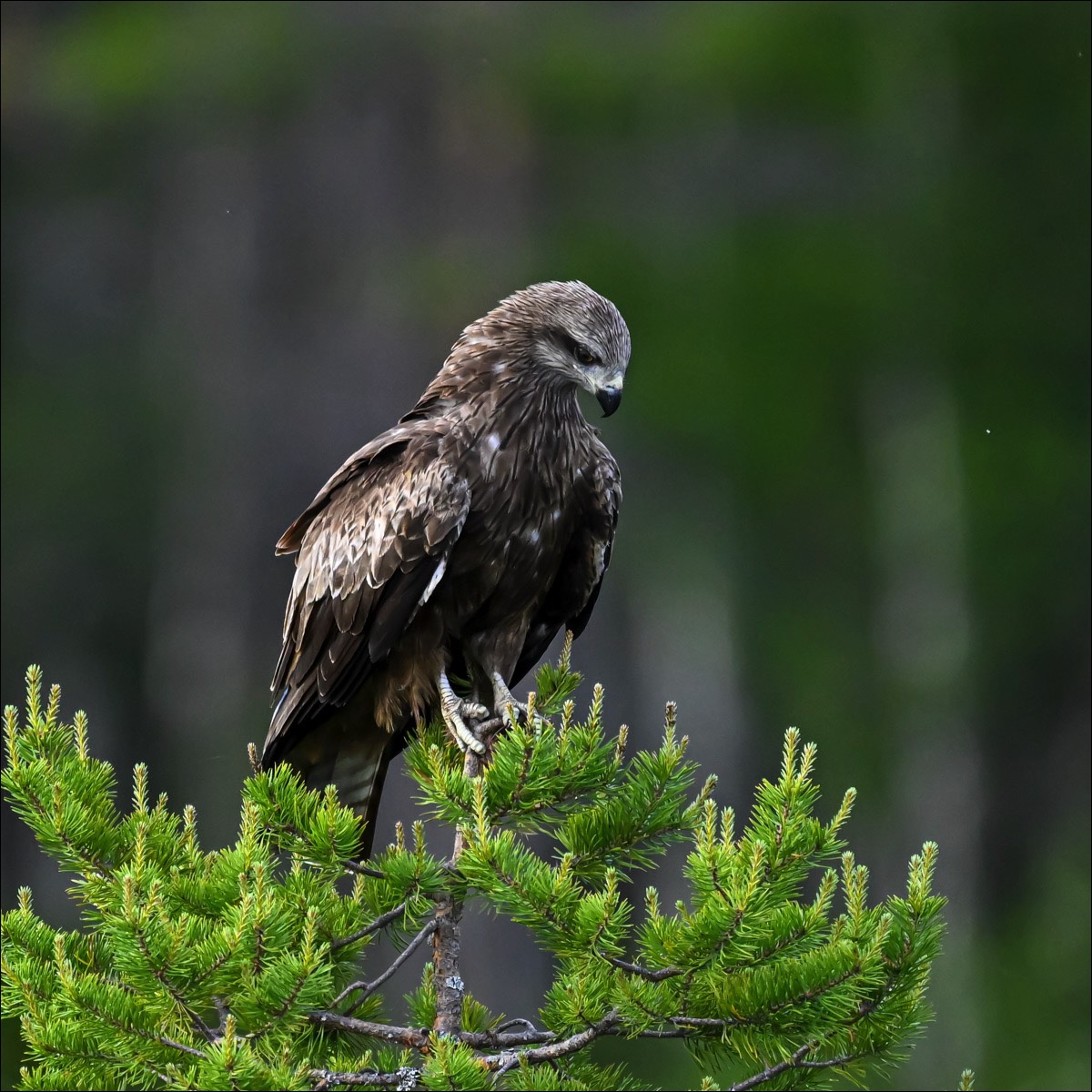 Black Kite (Zwarte Wouw)