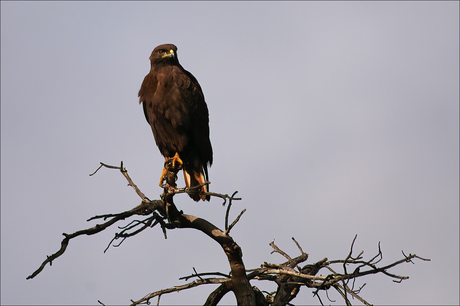 Augur Buzzard (Augurbuizerd)