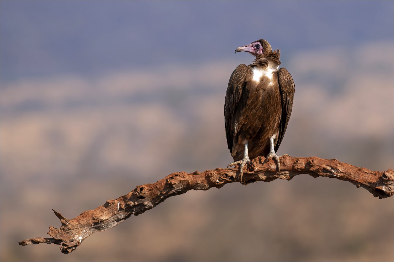 Hooded Vulture (Kapgier)