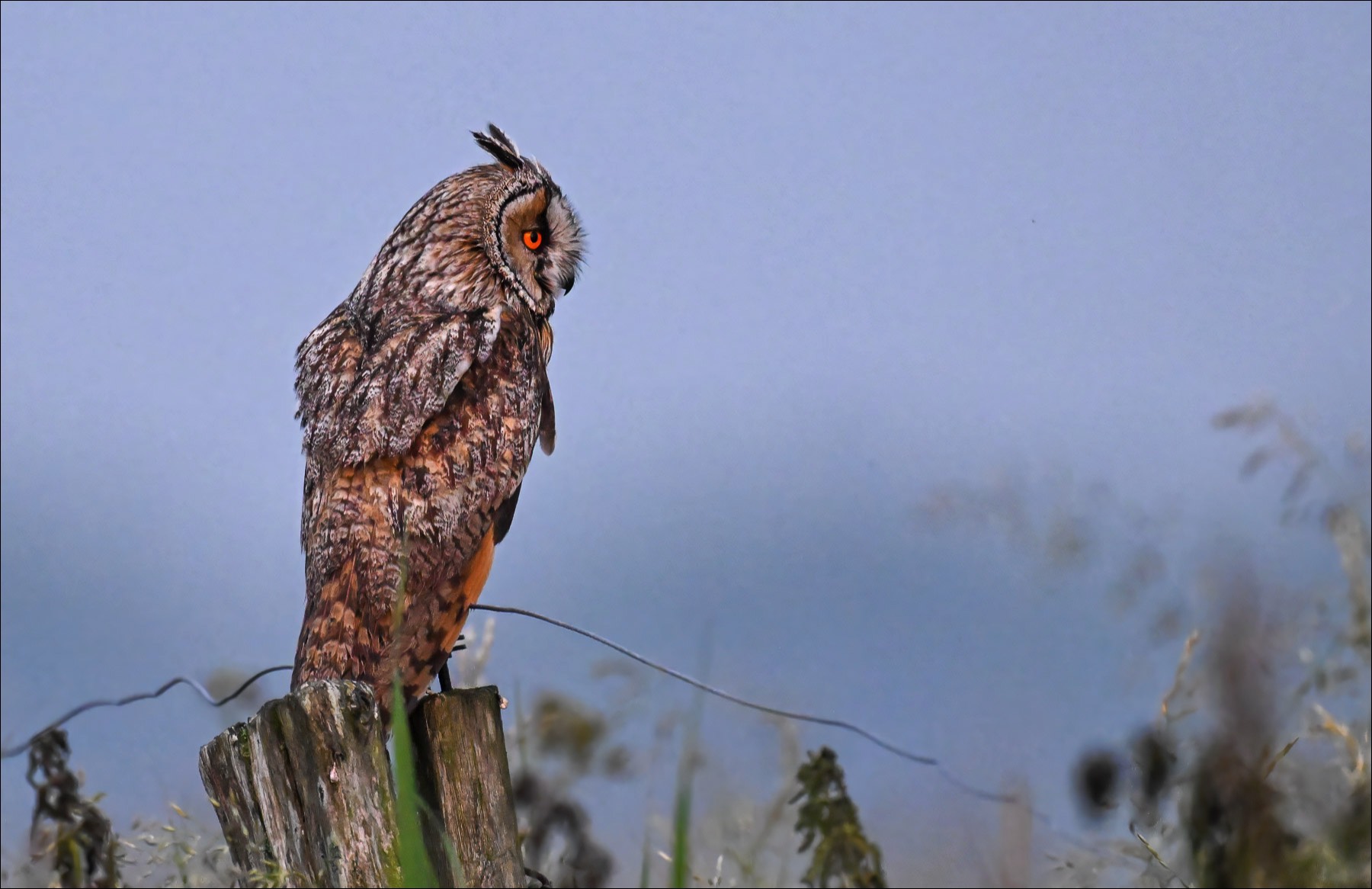 Long-eared Owl (Ransuil)