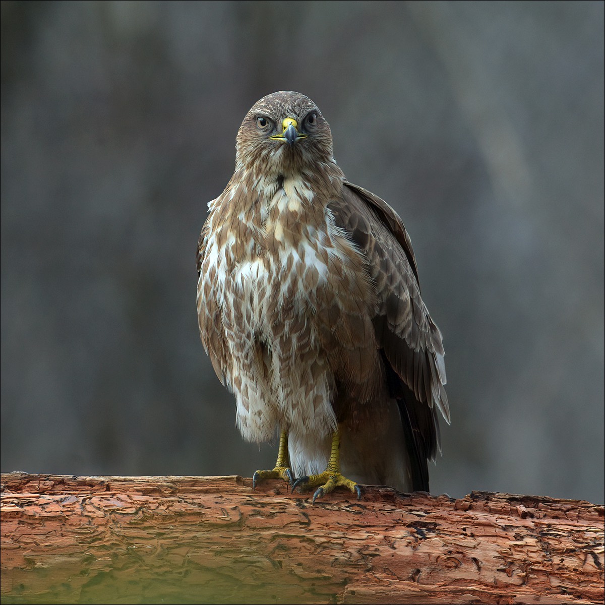 Common Buzzard (Buizerd)