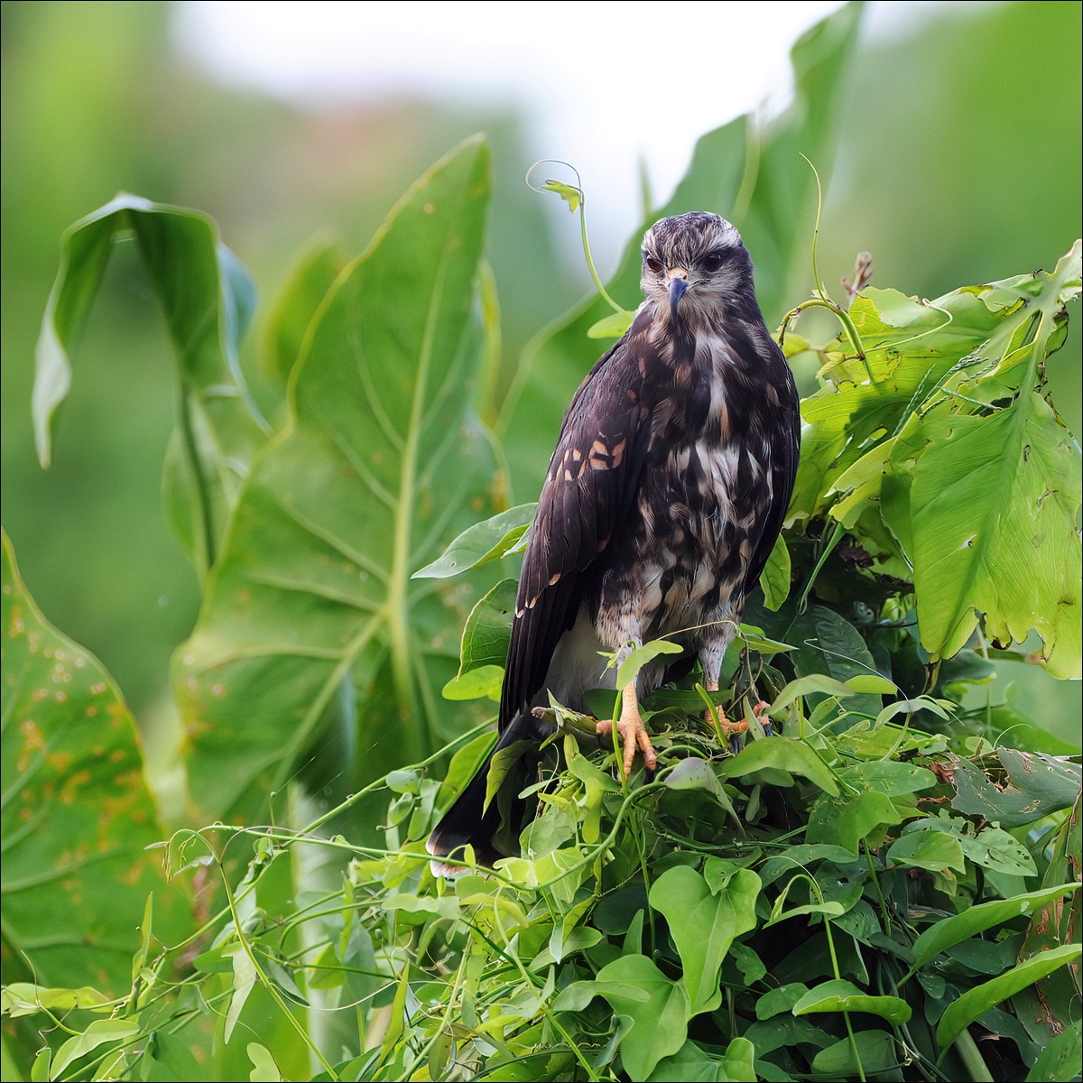 Snail Kite (Slakkenwouw)