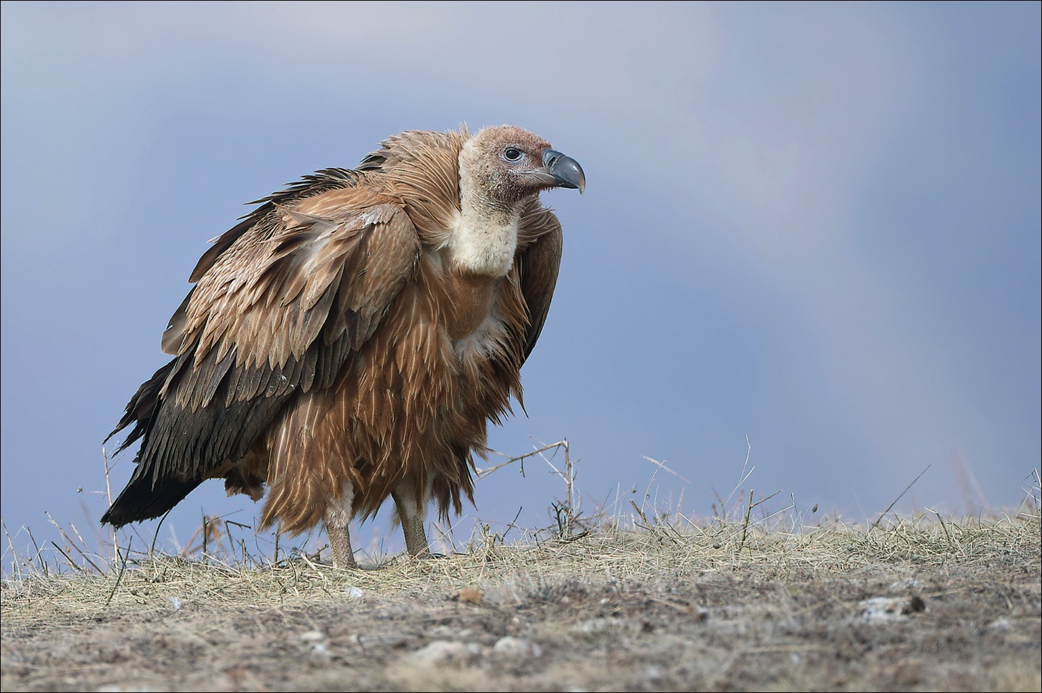 Grifon Vulture (Vale Gier)